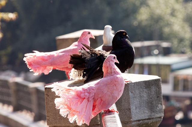 對決澳大利 對決澳大利