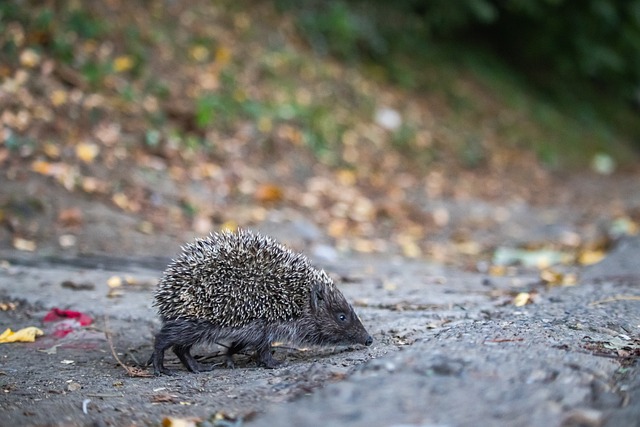 对多特蒙德 对多特蒙德