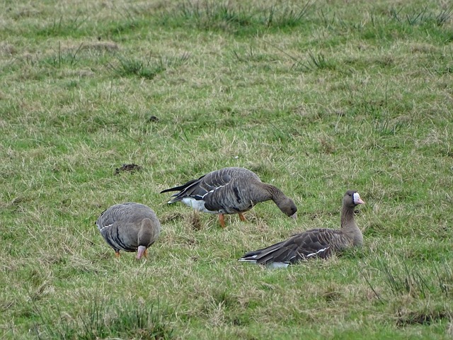 约基奇本赛季三双数据超越希尔、乔丹、滑翔机等传奇.