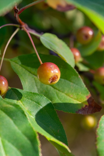 蒂姆·邓肯现身助阵，勇士队以大比分击败马刺队.